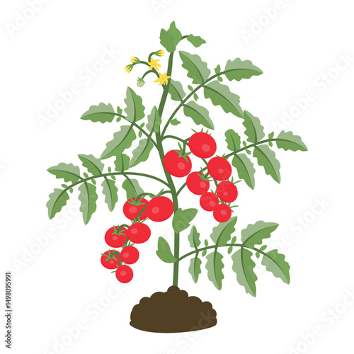Tomato plant with fruits isolated on white background. Grown agricultural crop with blossoms, stems, leaves. Green, yellow, red and brown colors. Vector botanical design for card, banner, sticker.
