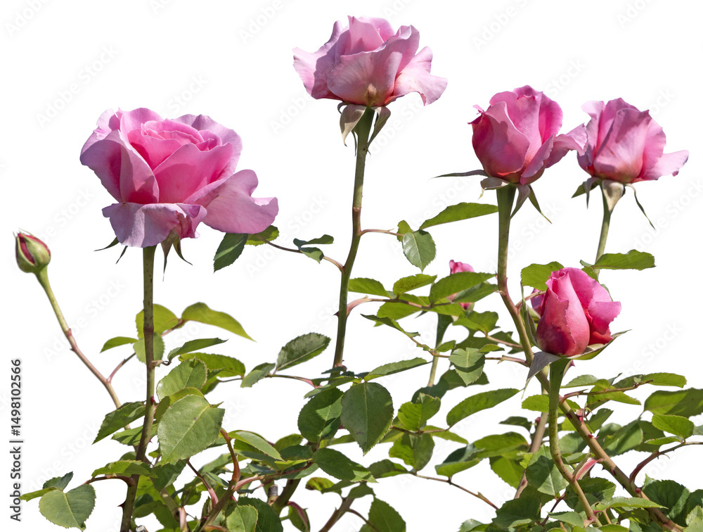 Obraz premium Rosier rose