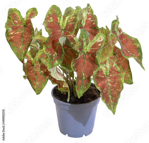 Caladium bicolor