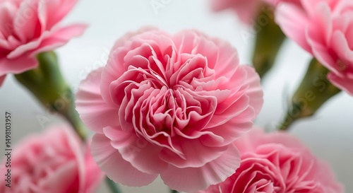 Soft Pink Carnation Close-Up – Romantic Floral Photography
