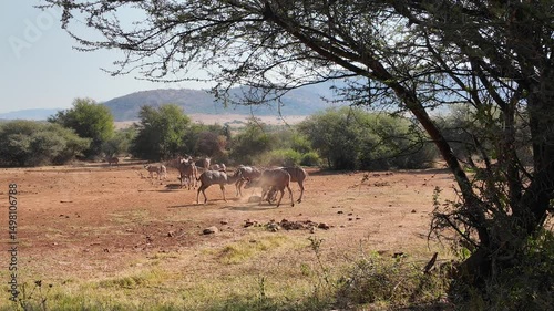 Wild Antelopes In Pilanesberg National Park North West South Africa. Wildlife Scene Of Big Five Animals In A African Safari. Countryside Dramatic Clouds Rural Field. Countryside Panning Wide.
