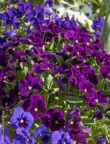 Massif de pensées violettes et bleues