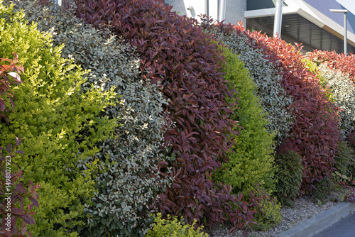 Papier peint Haie de végétaux variés