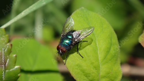 The common green bottle fly (Lucilia caesar), male sitting on a leaf