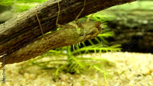 Dragonfly nymph (Aeshna umbrosa) underwater, series 008, eating a phantom midge pupa, macro close-up. 