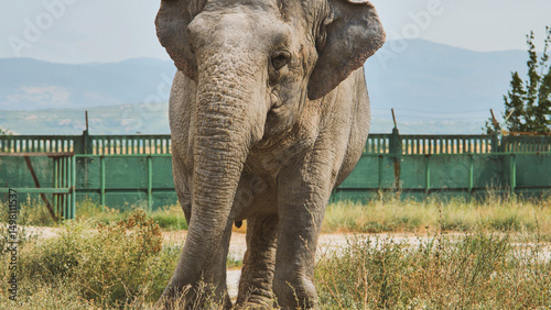 Majestic elephant standing in a zoo enclosure