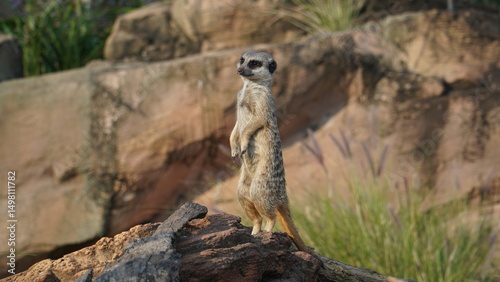 Photography Meerkat, Sydney Zoo