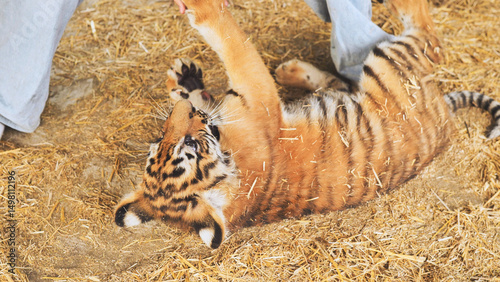 Playful tiger cub interacting with zookeeper in enclosure