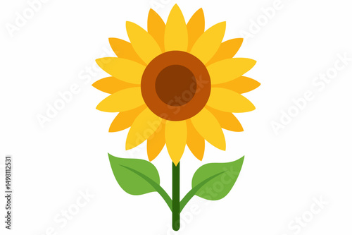 sunflower isolated on white