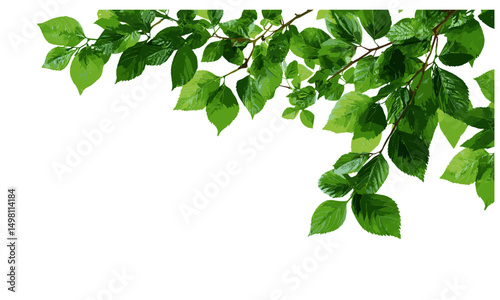 Green leaf isolated, tree leaf frame, branch leaves, vector illustration, fresh nature concept, botanical leaf pattern, landscape decoration, eco leaf icon, natural growth symbol.