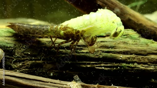 Dragonfly nymph (Aeshna umbrosa) underwater, series 006, molting from the penultimate instar (F1) to the final nymph instar (F0), starting to emerge from shuck, macro close-up. 