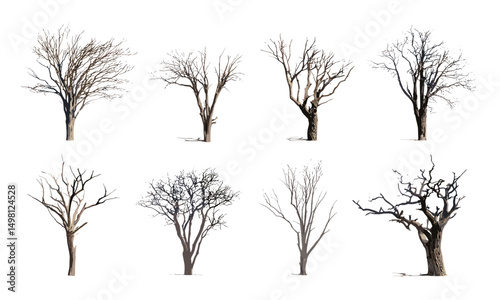 Dead trees isolated on white background, dry tree collection, vector illustration, forest decay, autumn landscape, nature scene, deadwood pile, outdoor environment.