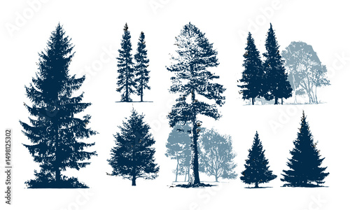 Forest silhouette with pine, fir, cedar, Scotch fir trees isolated, evergreen coniferous woods, vector illustration, wild nature, woodland environment, seasonal forest scene, mountain forest.