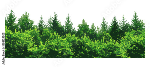 Forest green summer, vector illustration, thriving vegetation, natural beauty, woodland landscape, eco friendly, outdoor exploration, biodiversity hotspot, scenic nature view, atmospheric greenery.