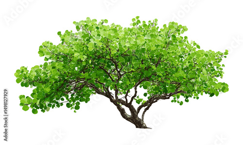 Green tree branch isolated, vector illustration, spring foliage, natural greenery, forest plant, leaf detail, botanical elements, eco environment, fresh growth, outdoor nature scene.