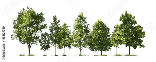 Green trees isolated, forest foliage summer, vector illustration, cutout, natural landscape, ecology concept, outdoor scenery, seasonal vegetation, environment conservation.