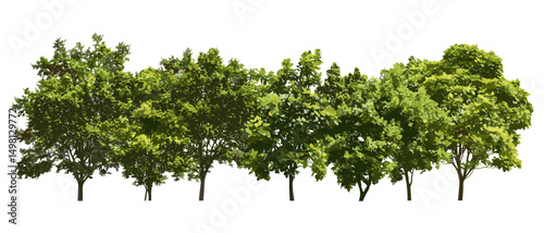 Forest green trees summer foliage, isolated vector illustration, cutout, nature background, woodland scenery, eco-friendly theme, natural environment, outdoor greenery.