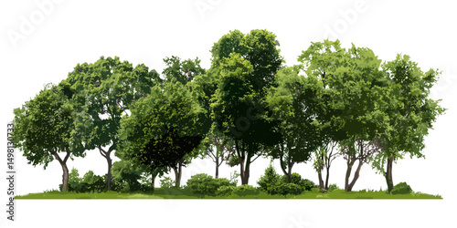 Isolated green trees with summer forest foliage, vector illustration, natural environment, woodland leaves, outdoor greenery, eco forest background, fresh vegetation, seasonal nature view.