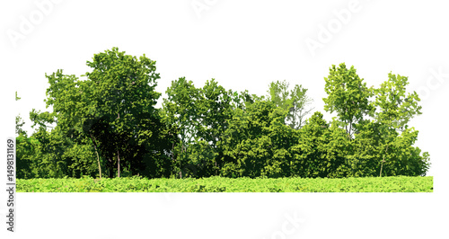 Green summer foliage, forest trees, vector illustration, alpha channel, cut path, nature scenery, environmental landscape, seasonal vegetation, outdoor habitat, fresh greenery, natural ecosystem.