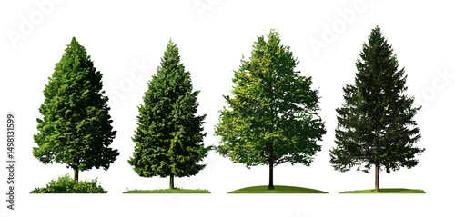 Vector illustration of summer forest, green trees, natural foliage, outdoor environment, ecology theme, nature backdrop for printing, web pages, cut path, alpha channel included.