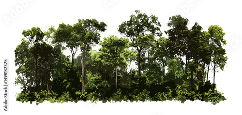 Forest foliage in summer, green trees vector illustration, nature background, ecology concept, outdoor scenery, woodlands landscape, environment, printable and web use, transparent background.