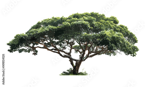 Isolated tree vector illustration, white backdrop, natural element, botanical artwork, foliage detail, garden style, woodland scenery, green leaves, landscape visual, transparent background.