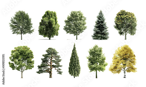 Tree silhouette, white background, high definition collection, foliage element, woodland art, forest tree design, natural object, vector illustration, botanical cutout.