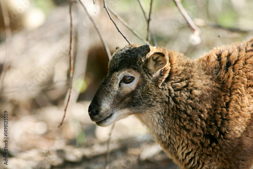 Brown Sheep