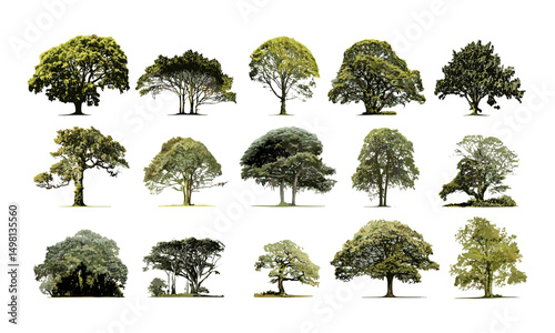 Vector illustration of large isolated tree on white, nature collection, single tall oak, forestry silhouette, botanical illustration, green foliage, natural landscape element, peaceful scene.