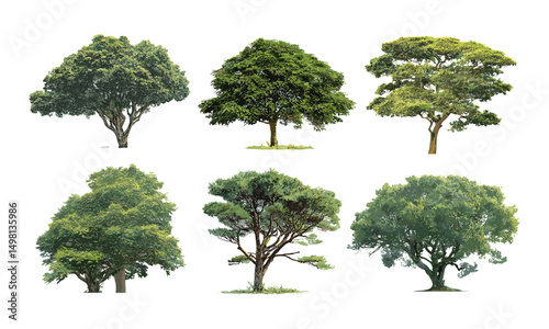 Isolated big tree vector illustration, white backdrop, forest nature element, single tall tree, leaf canopy, environmental symbol, natural landscape, peaceful greenery.