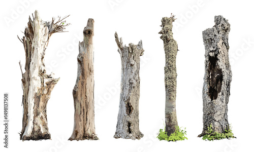 isolated tree trunk on white backdrop, vector illustration, nature element, forest texture, natural wood bark, woodland scene, tree silhouette, eco background, rustic wood pattern.