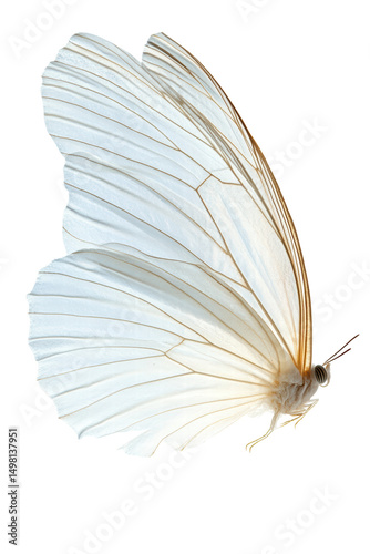 Isolated White Butterfly Wing Delicate