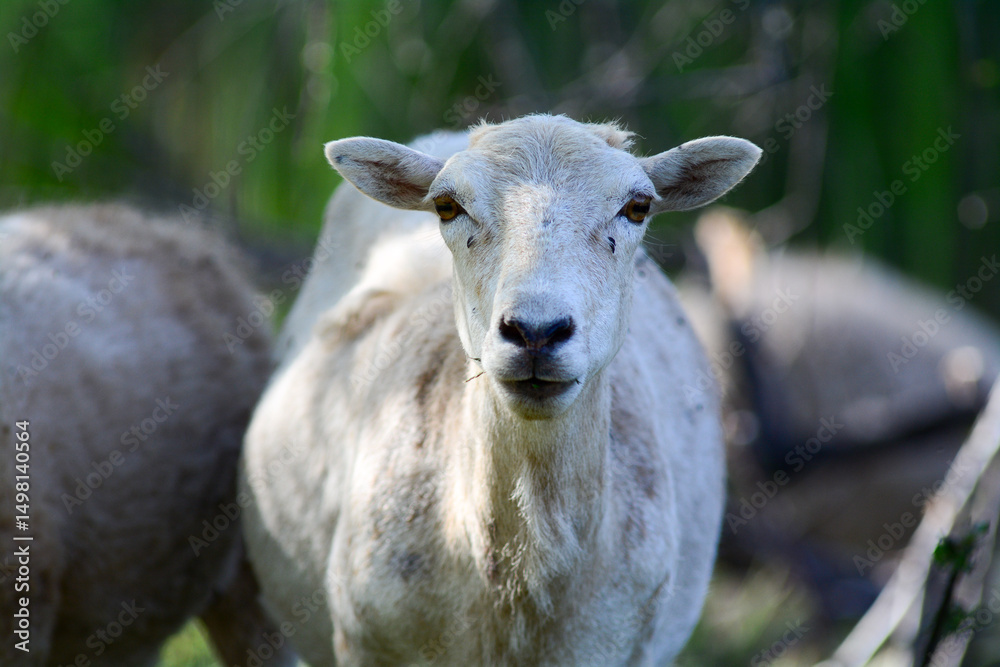 Fototapeta premium White Sheep Farm Animal