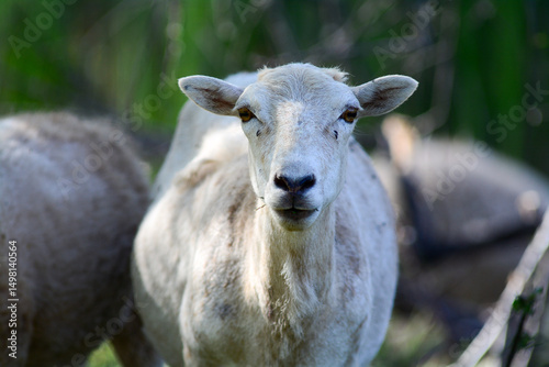 White Sheep Farm Animal