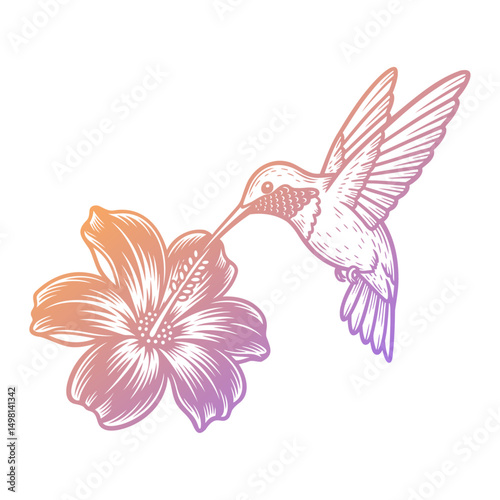 hummingbird sipping nectar from a tropical flower illustration