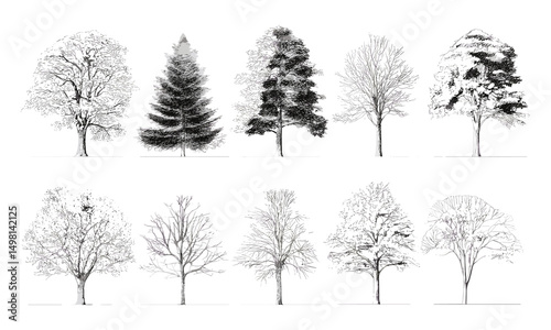 Minimal style tree line drawing side view, set of tropical, oak tree graphics elements outline symbol for architecture and landscape design drawing, vector illustration, nature concept