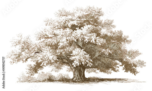 Vintage oak tree sketch with leaves isolated, vector illustration, botanical art, nature drawing, deciduous tree, autumn leaf illustration, woodland tree silhouette, rustic plant design.