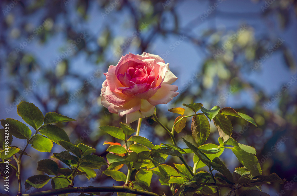 Obraz premium Soft pink rose blooming in the garden.