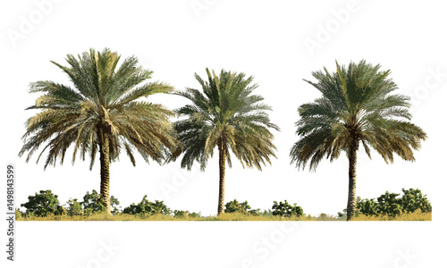 Vector illustration of summer palm trees cutout, tropical greenery, beach nature, exotic leaves design, island scenery, warm sunny climate, vacation relaxation elements.