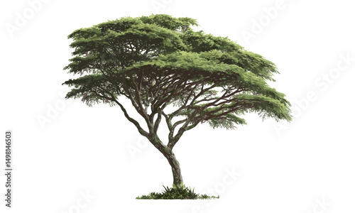 Isolated tropical rain tree, leafy canopy, natural design, lush green plant, vector illustration, exotic forest tree, cutout, ornamental foliage, landscape background, green vegetation.