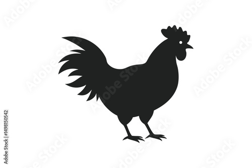 rooster isolated on white background