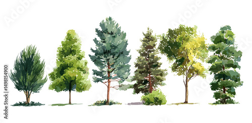 Watercolor tree side view vector illustration for landscape and architecture, botanical garden elements, environment drawing, section plans, natural green foliage, urban landscaping, eco design.