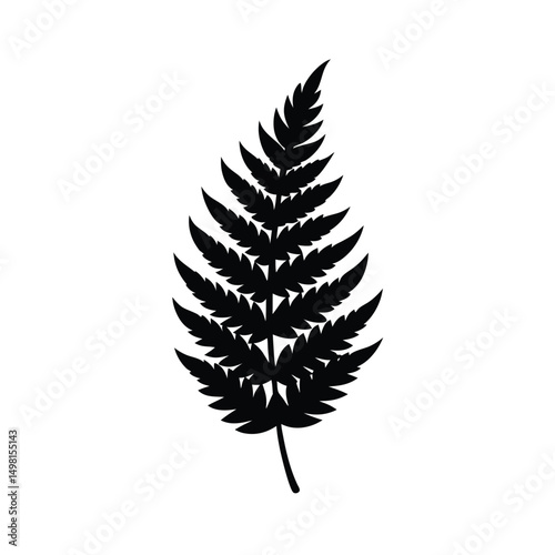 fern leaf isolated on white