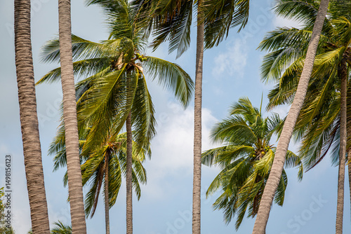 Fototapeta Naklejka Na Ścianę i Meble -  Coconut palm trees on a beach in Thailand blowing in a slight breeze