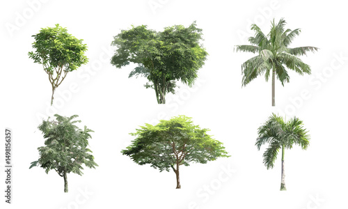 Tropical tree isolated on white background, vector illustration, jungle vegetation, rainforest ecosystem, exotic plant design, lush green foliage, botanical nature, tropical environment.