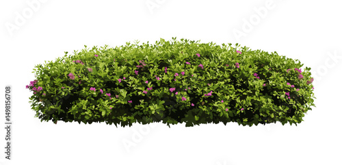 Shrubs isolated with clipping path, vector illustration, garden plants, landscaping design, green foliage, nature elements, outdoor vegetation, botanical art, eco friendly, ornamental shrubs.