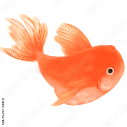 gold fish isolated on white