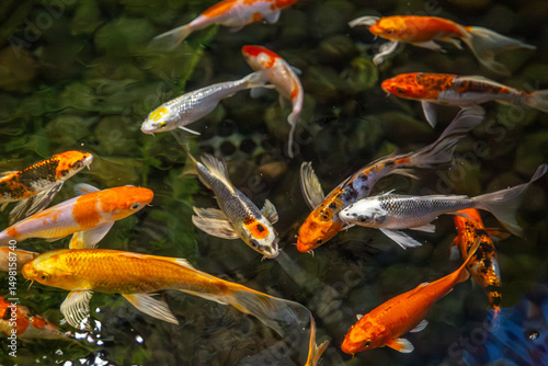 Koi carp in a large pond surfacing for food