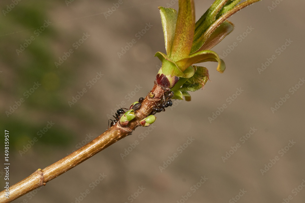 Symbiosis of ants and aphids. The ant tickles the aphid with its antennae, and it secretes a drop of sweet liquid. Ants graze and protect aphids from their enemies. Symbiosis of ants and aphids. The ant tickles the aphid with its antennae, and it secretes a drop of sweet liquid. Ants graze and protect aphids from their enemies.