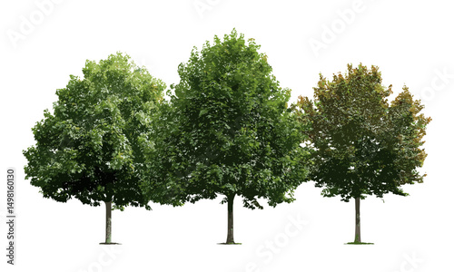 Vector illustration of small and medium isolated trees, street summer trees including Chestnut, red oak, maple, platanus, cutout design, urban landscape greenery, nature elements, eco backdrop.